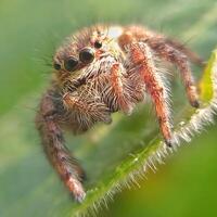 Best macro shot of jumping spider, spider,jumping spider photography photo