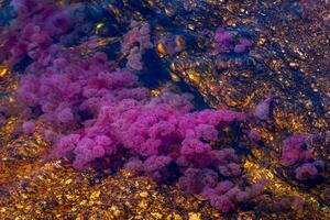 cano cristales es un río en Colombia ese es situado en el sierra Delaware la macarena, en el Departamento de meta. eso es considerado por muchos como el más hermosa río en el mundo foto