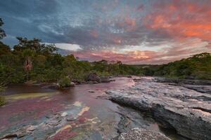 cano cristales es un río en Colombia ese es situado en el sierra Delaware la macarena, en el Departamento de meta. eso es considerado por muchos como el más hermosa río en el mundo foto