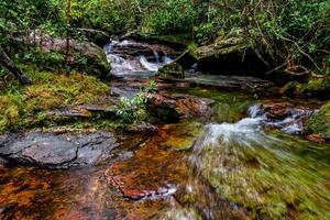 Cano Cristales is a river in Colombia that is located in the Sierra de la Macarena, in the department of Meta. It is considered by many as the Most Beautiful River in the World photo