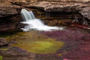 Cano Cristales is a river in Colombia that is located in the Sierra de la Macarena, in the department of Meta. It is considered by many as the Most Beautiful River in the World photo