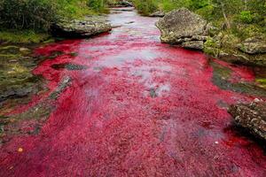 Cano Cristales is a river in Colombia that is located in the Sierra de la Macarena, in the department of Meta. It is considered by many as the Most Beautiful River in the World photo