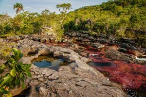 cano cristales es un río en Colombia ese es situado en el sierra Delaware la macarena, en el Departamento de meta. eso es considerado por muchos como el más hermosa río en el mundo foto