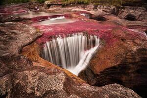 cano cristales es un río en Colombia ese es situado en el sierra Delaware la macarena, en el Departamento de meta. eso es considerado por muchos como el más hermosa río en el mundo foto