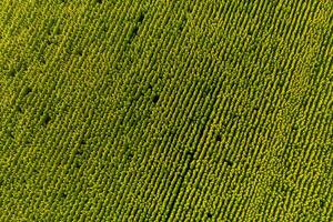 ver desde el altura de un campo de girasoles a amanecer en el ucranio campos foto