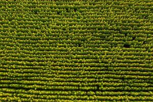 View from the height of a field of sunflowers at dawn in the Ukrainian fields photo