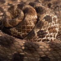 Western hognose snake, Heterodon nasicus, tail photo