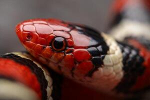 escarlata Rey serpiente, lampropeltis elapsoides foto