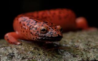mentón negro rojo salamandra, pseudotritón ruber schencki foto