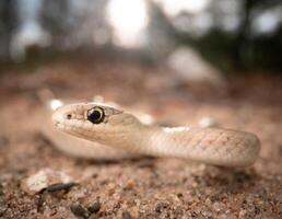 Smooth green snake, buff phase, Opheodrys vernalis photo