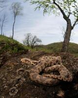 oriental zorro serpiente, pantherophis vulpinus foto