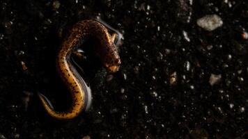 Four-toed salamander, Hemidactylum scutatum photo