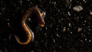 Four-toed salamander, Hemidactylum scutatum photo