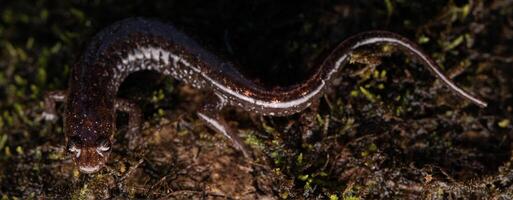 apalachicola oscuro salamandra, desmognato apalachicolae foto