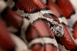 rojo Leche serpiente, lampropeltis triangulo foto