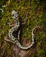 Green salamander, Aneides aeneus photo