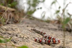 Western milk snake, Lampropeltis gentilis photo