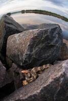 Eastern fox snake, Pantherophis vulpinus photo