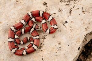 rojo Leche serpiente, lampropeltis triangulo foto