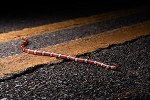 Scarlet king snake, Lampropeltis elapsoides photo