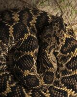 Eastern diamonback rattlesnake, Crotalus adamanteus photo