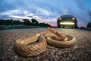 Western coachwhip, Masticophis flagellum photo