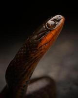 lustroso cangrejo de río serpiente, lioditas rígido rígido foto