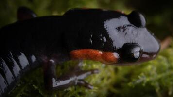 de cuadros rojos salamandra, pletodonte jordano foto