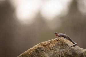 Blacksburg salamander, Plethodon jacksoni photo