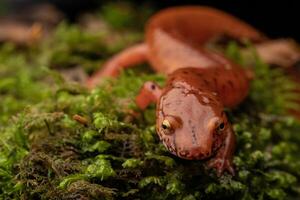 Blue ridge spring salamander, Gyrinophilus porphyriticus danielsi photo