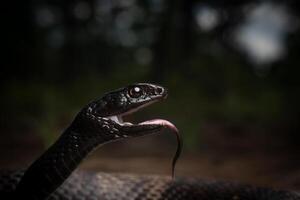 látigo, masticophis flagelo, en bosque foto