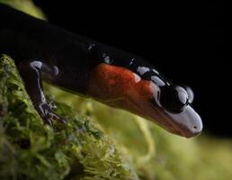 de cuadros rojos salamandra, pletodonte jordano foto