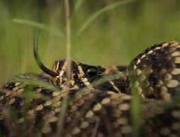 oriental diamonback serpiente de cascabel, crotalus adamante foto