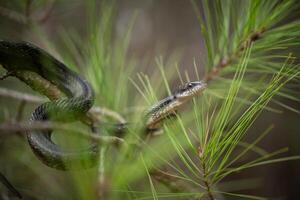 oriental rata serpiente, pantherophis allehaniensis foto