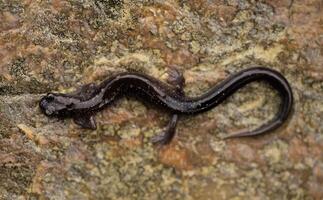 Blacksburg salamandra, pletodonte jacksoni foto