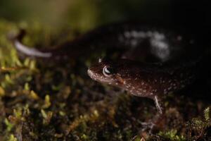 apalachicola oscuro salamandra, desmognato apalachicolae foto