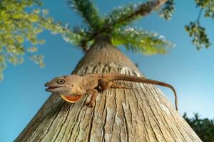 marrón anol, anolis Sagrei foto