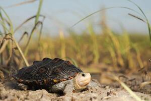 florido diamante tortuga de agua dulce, malaclemys tortuga de agua dulce macrospilota foto