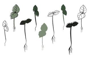 albahaca microgreens vector mano dibujado ilustración. contorno y verde planta. coles de girasol planta. conjunto para diseño menú, logo, embalaje de apropiado nutrición, microelementos, sano estilo de vida