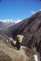 Sherpa porters carry loads photo