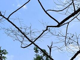 Blue Sky Background with Kapok Tree Flowers photo