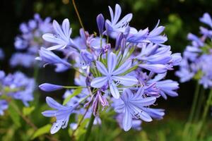 Agapanthus africanus, or the African lily, is a flowering plant from the genus Agapanthus found only on rocky sandstone slopes of the winter rainfall fynbos from the Cape Peninsula to Swellendam. photo