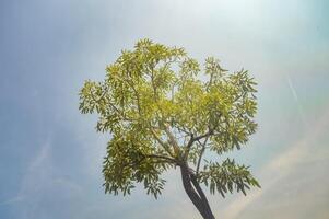 tree ,Alstonia scholaris or APOCYNACEAE or Devil Tree or White Cheesewood or Devil Bark or Black Board Tree and sky background photo