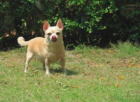 marrón chihuahua perro en pie en verde césped en el jardín, mirando a camara.lamiendo su labios. foto