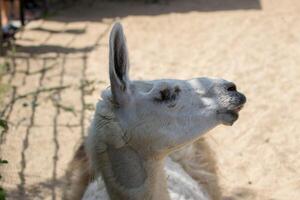 Close-up of a white llama with its mouth open, possibly mid-chew, against a blurred background at London Zoo. photo