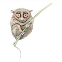 Tarsier. Watercolor illustration element isolated vector. Hand drawn painting of native Philippines endangered nocturnal animal from Bohol Island. Tiny lemur-like primate with big eyes vector