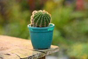 cactus in a pot photo