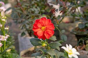 Red Dahlia in the garden photo