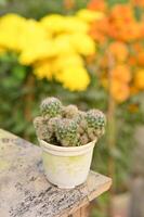 cactus en una maceta foto