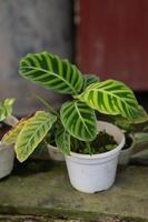 foto blanco maceta con un verde planta